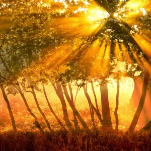 f6011 henrik r kristensen morning walk in the park