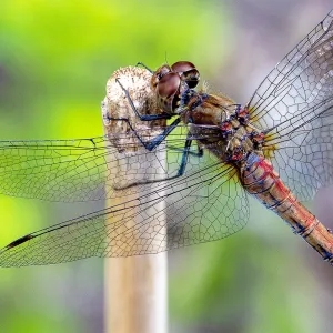 f6033 knud l pedersen efter millioner aar