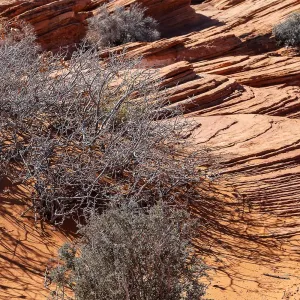 s6006b knud l pedersen horseshoe bend