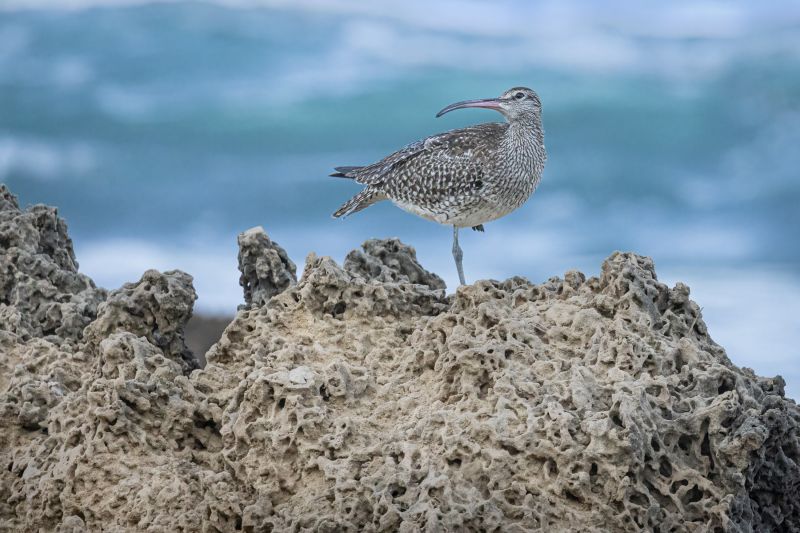 f8308 gilboa levi eurasien curlew