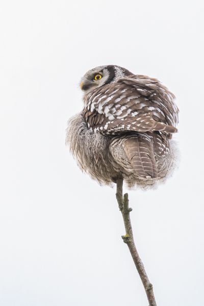 f8309 gilboa levi northern hawk owl
