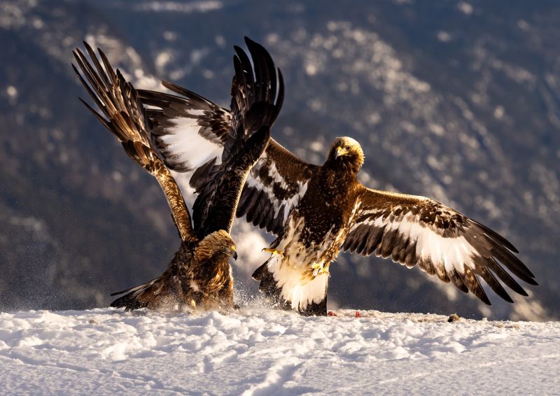 f5026 gunnar hansen eagle fight