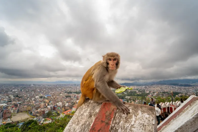f3003 monkey tempel m. tolstrup