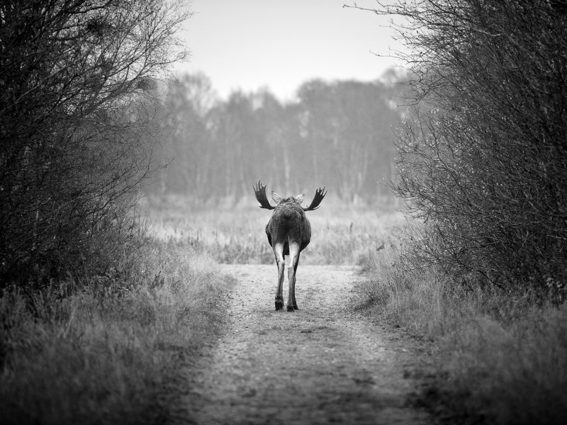 m6014   henrik r kristensen   moose on path walk