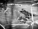 m8308 gilboa levi frog