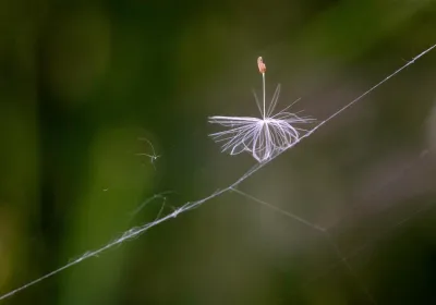 Natur