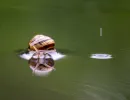 n3002 en snegl i regn m. tolstrup