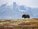 n6001   henrik r kristensen   musk ox in mountain landscape