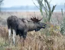 n6002   henrik r kristensen   moose eating