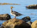 n6007 knud ladegaard pedersen morgenyoga paa stranden  omvendt skallesluger  oevede 
