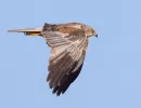 n6008 knud ladegaard pedersen med strakte vriste over lyoe