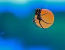 n8201 spider liv kresten thomsen.jpg