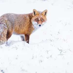 n8303 gilboa levi red fox