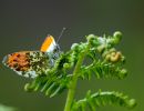 s3001d lars hjortoe sommerfugle