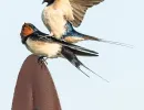t8301 swallows rene linnebjerg